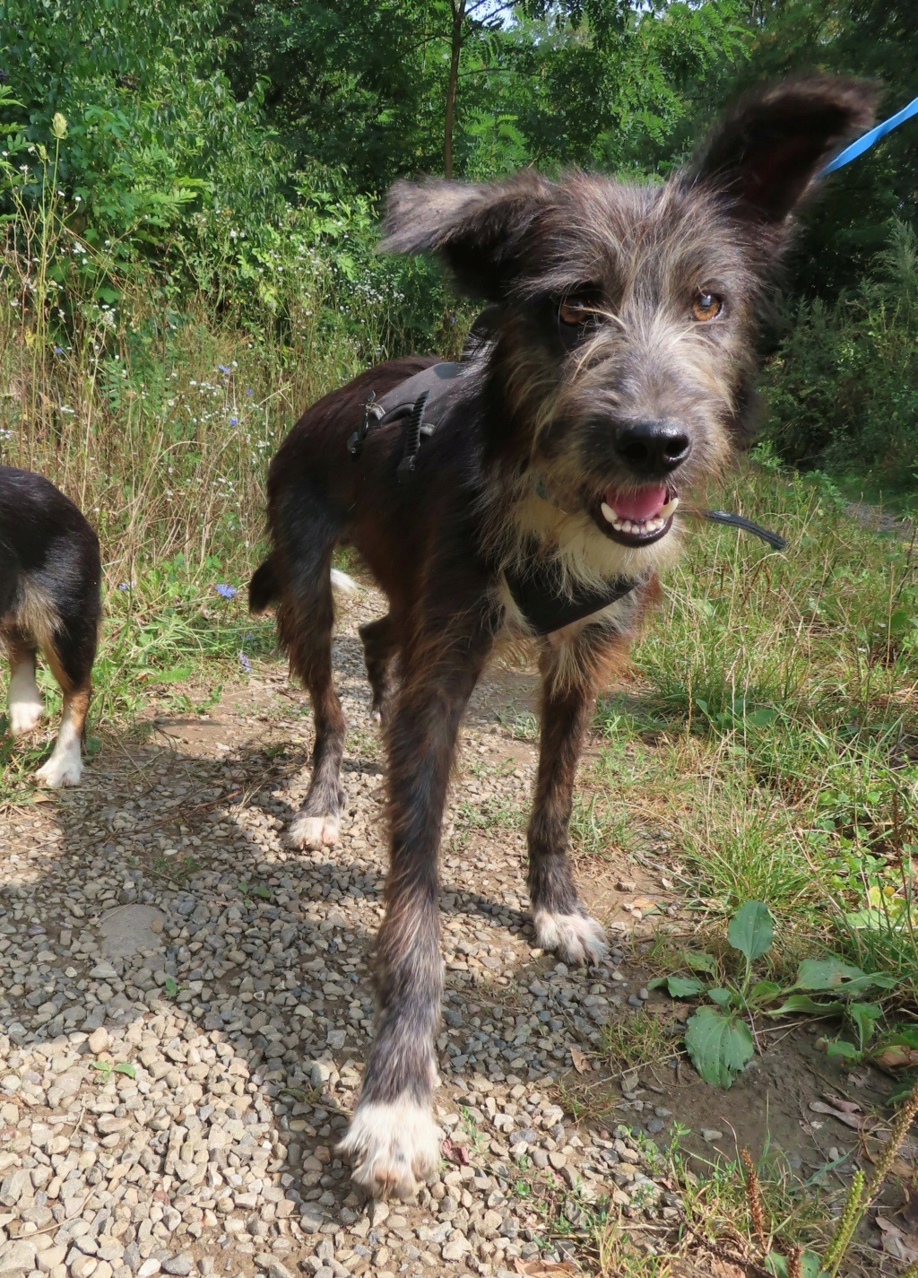 TINOU - URGENCE - chiot mâle, de taille petite à moyenne à l'âge adulte - né environ en janvier 2023 - REMEMBER ME LAND - Adopté par Anne (Belgique) Tinou_11