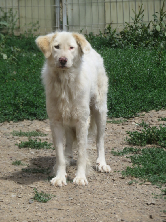 TIPEX - !! + de 3 ans de box !! femelle - taille grande - Née en janvier 2019 - REMEMBER ME LAND - PASCANI - Adoptée par Liliane (53) - Page 6 Tipex_17