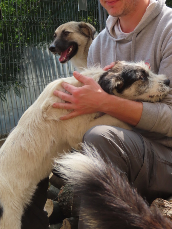 TORNADE - chiot femelle, de taille moyenne à grande taille à l'âge adulte - née environ en février 2023 - REMEMBER ME LAND - Adoptée par Steven (29) Tornad12