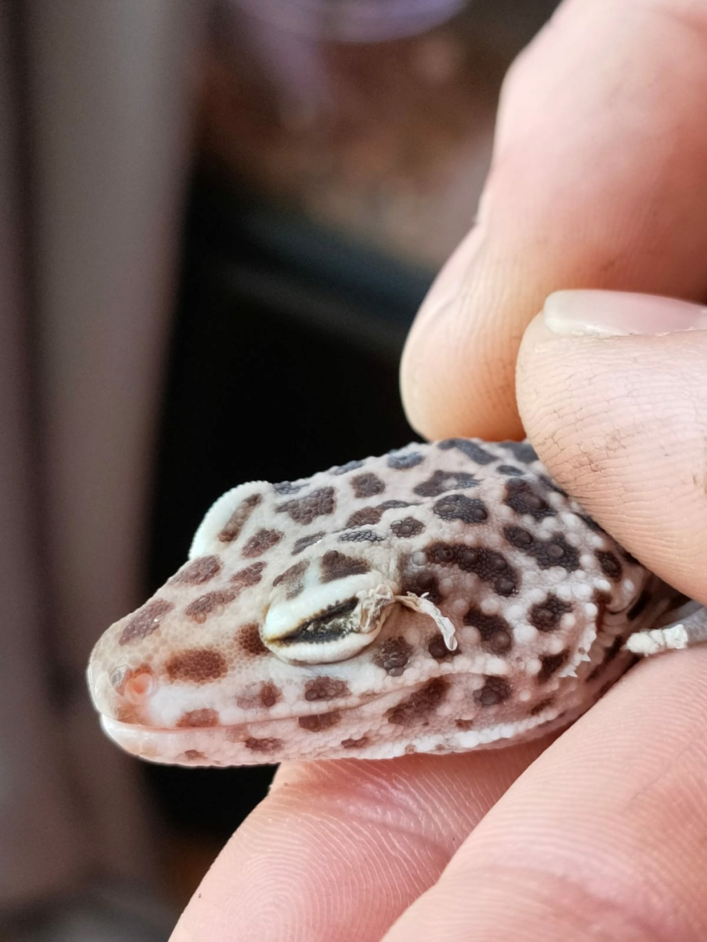 Problème œil - Léopard gecko Whatsa10