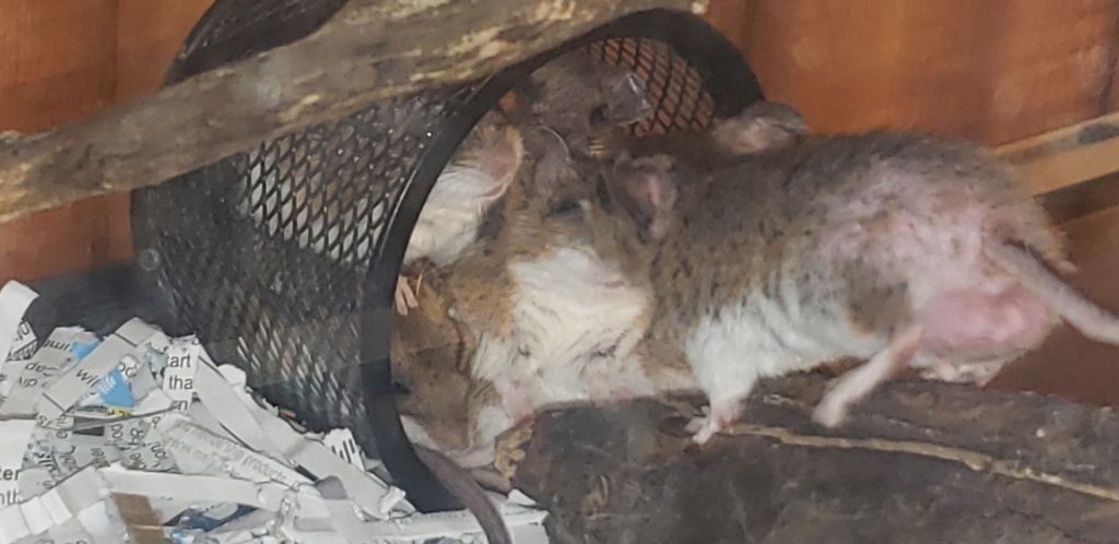 Female mice keep fighting- help! 20210710