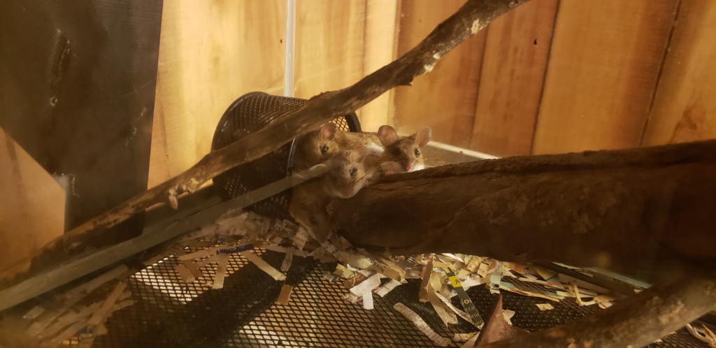 Female mice keep fighting- help! 20210711