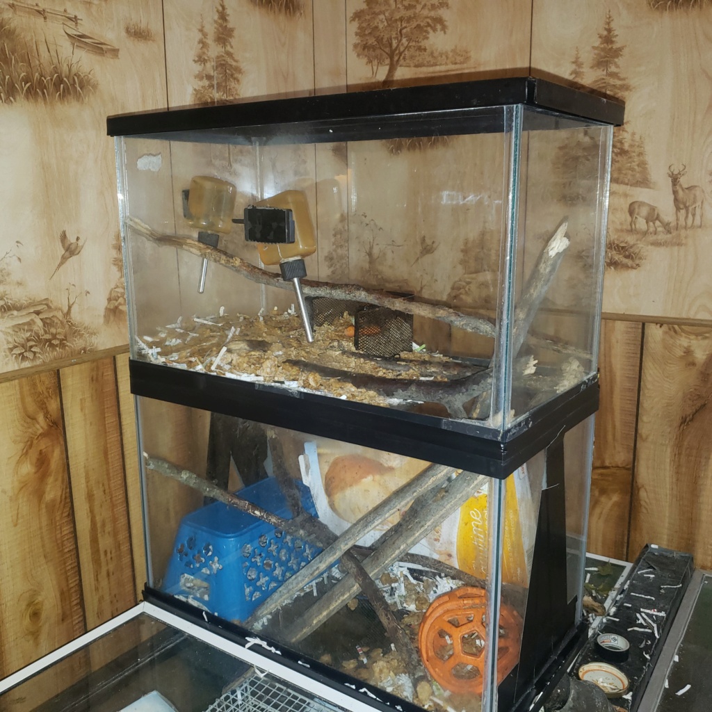 Questions about Cage Setup 20220814