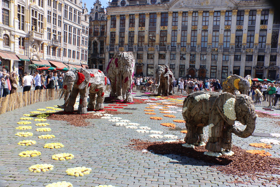 La beauté de la Grand-Place de Bruxelles Elepha16