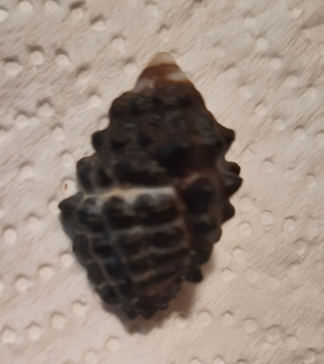 Tenguella granulata (Duclos, 1832) 20220812