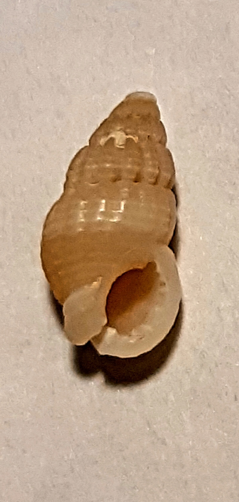 Reticunassa paupera (A. Gould, 1850) 20221213