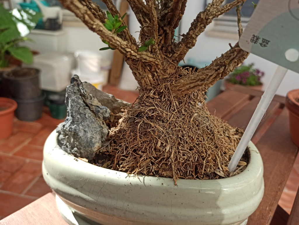 Buxus bonsai - No sé cómo hacer que mejore  Img_2016