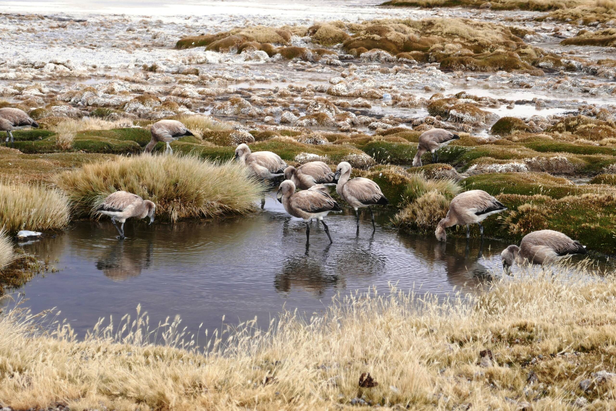 La discussion pour le concours photo octobre 2022: rencontres animalières - Page 7 P1120710