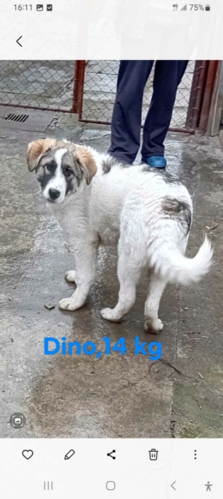 dino - DINO - Chiot mâle croisé de taille moyenne à l'âge adulte - Né en Août 2023 environ - Refuge de VALENTINA 41829310