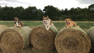 BELLE (ex FLICKA) - Chiot femelle croisée de taille petite à moyenne à l'âge adulte - Née en juin environ - CRISTINA - En pension chez CRISTINA - Adoptée par Joséphine T (depart69)  B3f9a410