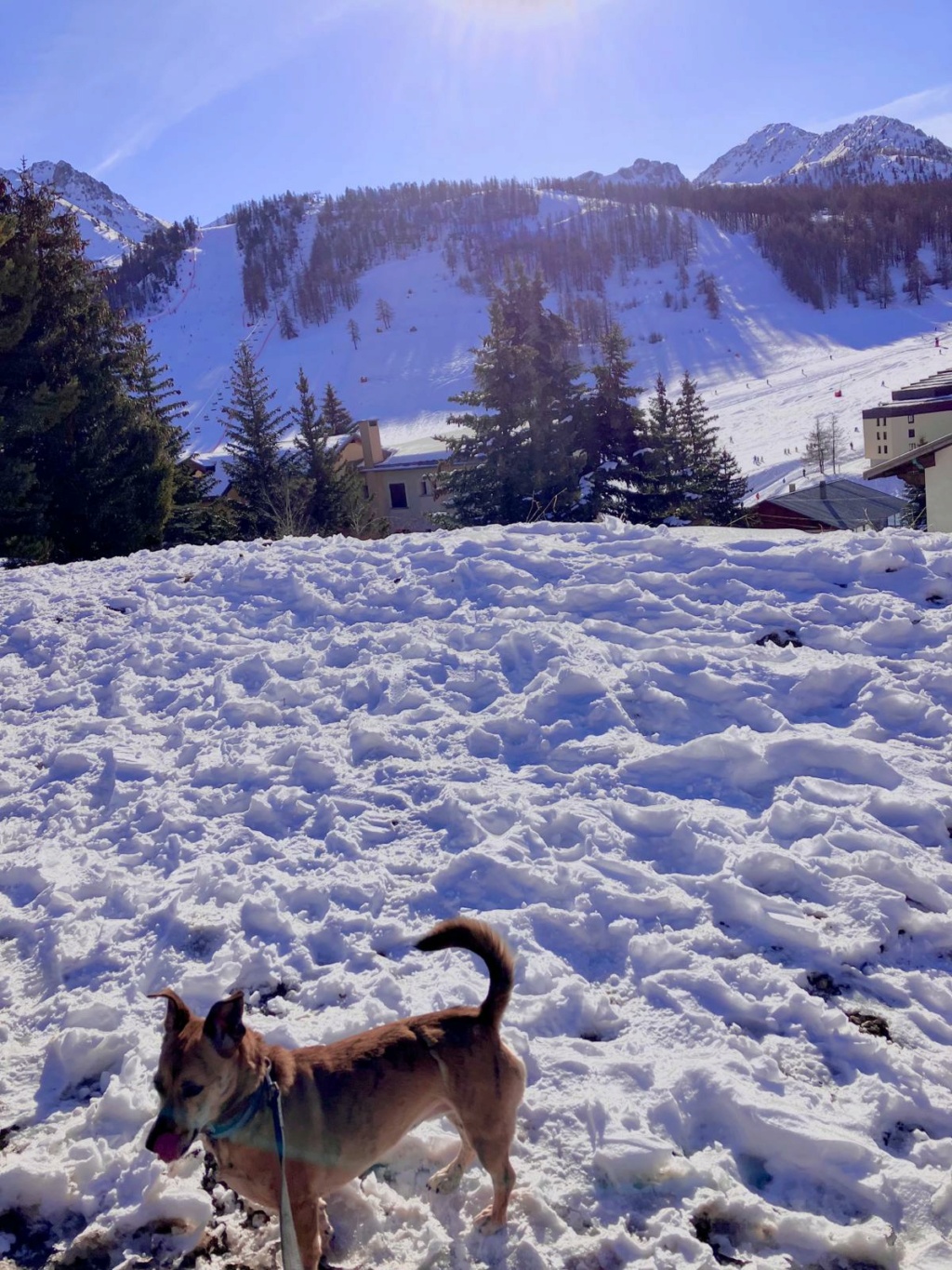 CHIPIE - femelle croisée de taille petite à moyenne, née en juin 2018 environ - ALINA M - Adoptée par Benoît G (depart93) Part0011