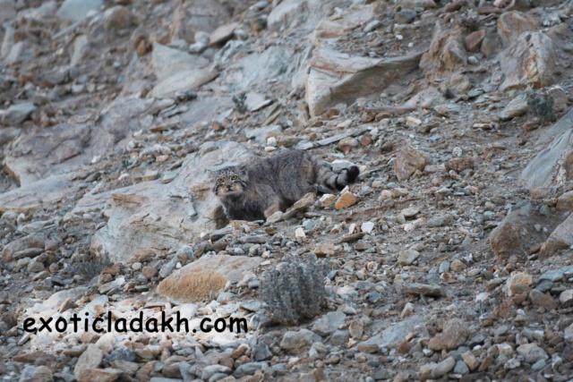 Observation de la panthère des neiges au Ladakh Dsc_1010