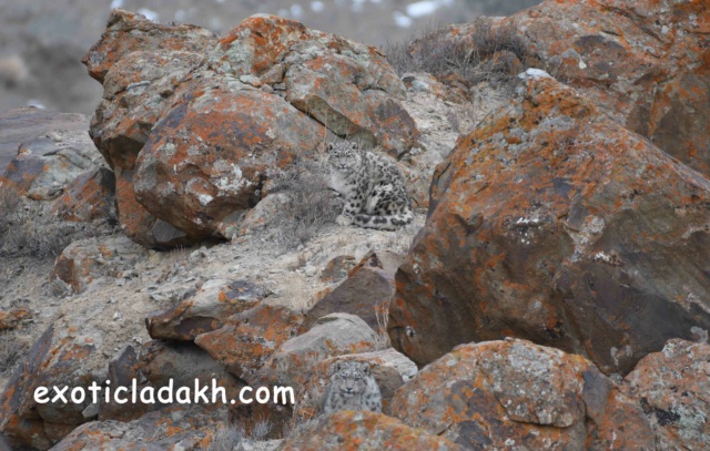 Observation de la panthère des neiges au Ladakh Dsc_2410