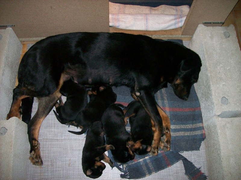 Chiquita X Comanche (beaucerons) 12_oct12