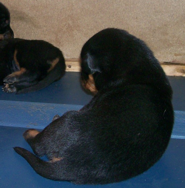 Chiquita X Comanche (beaucerons) 14_oct18