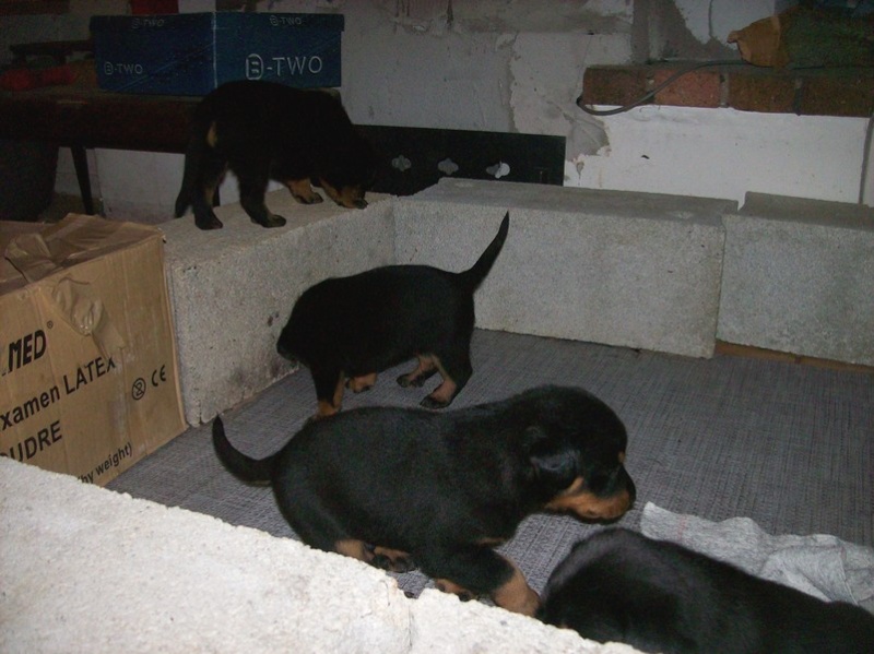 Chiquita X Comanche (beaucerons) - Page 2 21_oct10