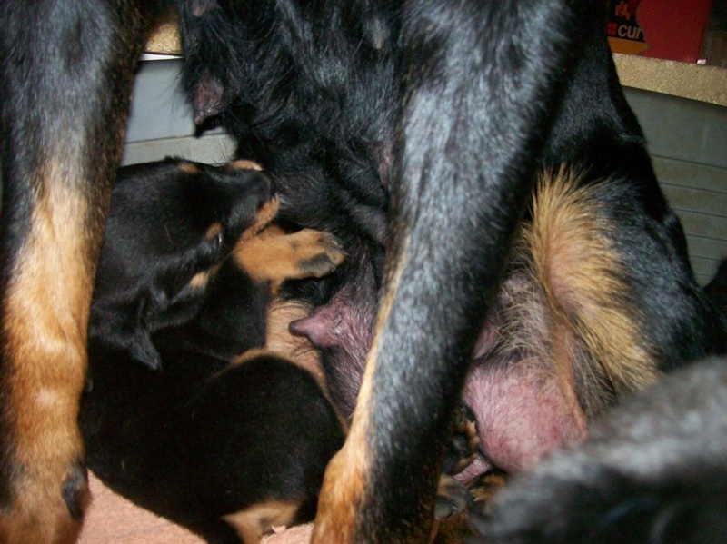 Chiquita X Comanche (beaucerons) - Page 2 24_oct12