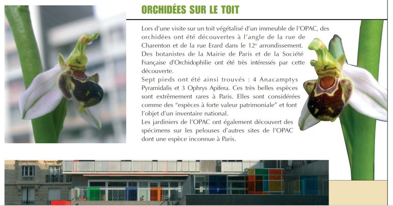Les Orchidées sauvages de Paris 2012-110