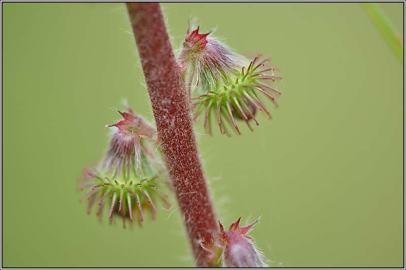 Plante fleurs jaunes, dunes de Plouhinec (56) : Aigremoine (Agrimonia eupatoria) Aigrem10