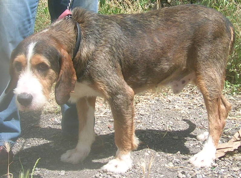  Francky 9 ans chien de chasse en fourriere a Béziers (Hérault) 34 Dscn8511