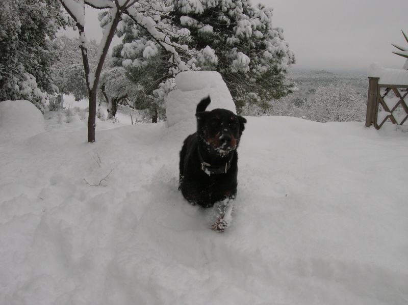 Cane Corso Neige_10