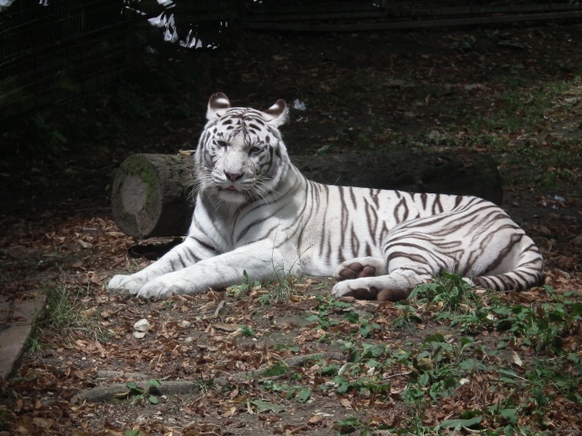 7 Zoos incontournables en France à visiter  Dscf1217