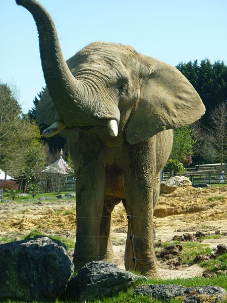 7 Zoos incontournables en France à visiter  Elphan10