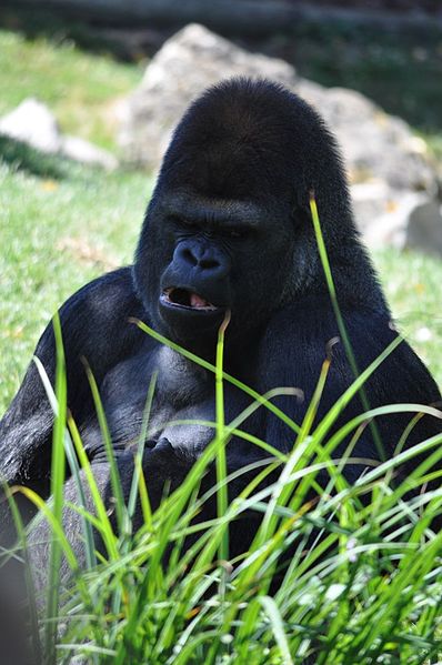 7 Zoos incontournables en France à visiter  Gorill10