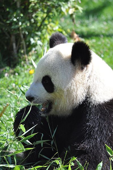 7 Zoos incontournables en France à visiter  Panda410