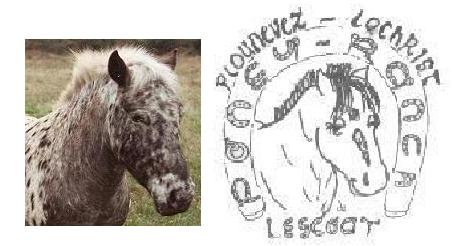 voici la photo qui a servi de modle au logo du PONEY-RANCH Logo_c10