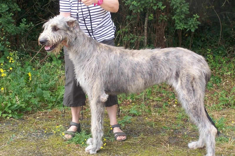 A ceux-celles qui ont un Irish Wolfhound Havana10