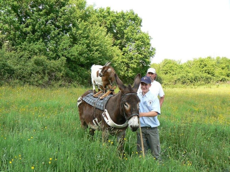 Bonsaï cherche une nouvelle famille Chevre10