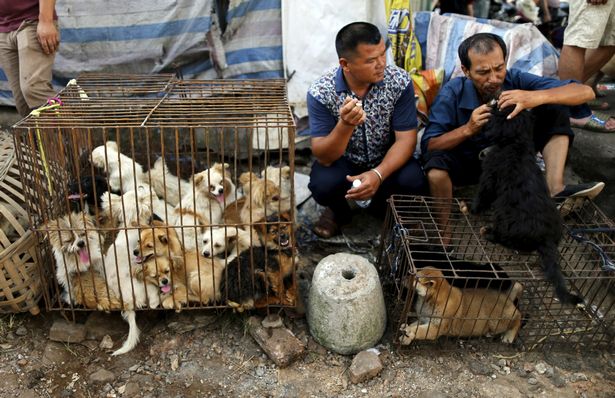 La Chine interdit (enfin) la consommation de viande de chien et chat… et d’animaux sauvages! 0_vend10