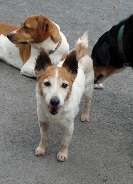 BONNIE - jack russel 11 ans - Asso Vagabond  (59) P1190719