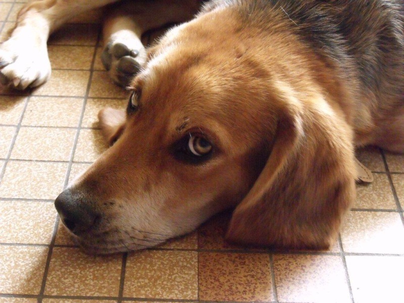 EDOUARD, croisé beagle mâle, 9 mois (44) 00810