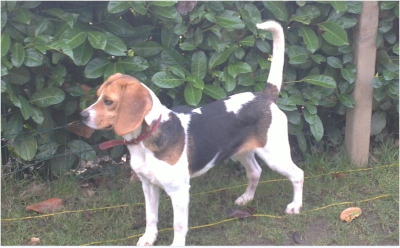 CASSIE, beagle femelle, 2 ans (79) - Page 2 Cassie12