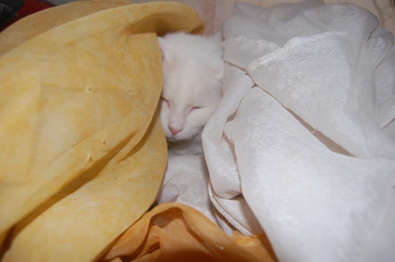 BOUBOULE chat blanc 11 ans (49) Dsc_7910