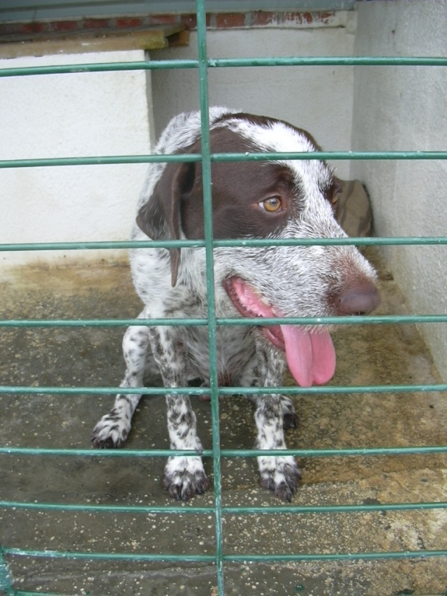 49 - DOUMKY croisé Braque allemand male 2 ans en pension Dscn0517