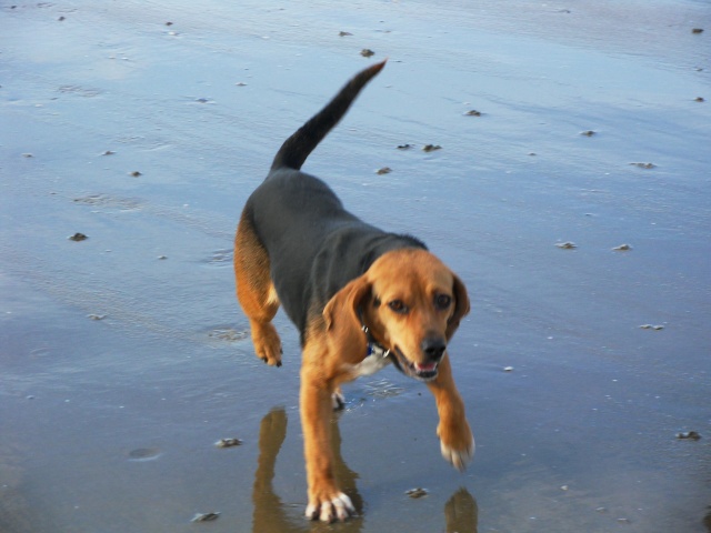 VENISE, beagle femelle, 7 ans (44) Sdc10211