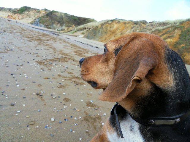 VENISE, beagle femelle, 7 ans (44) Sdc10212