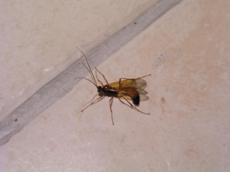 Quel est cet insecte volant ? 3_p10110