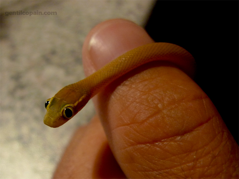 mes mini Lamprophis mentalis Lampro13