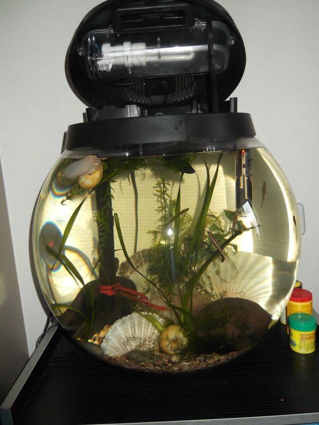 mon aquarium Poisso10