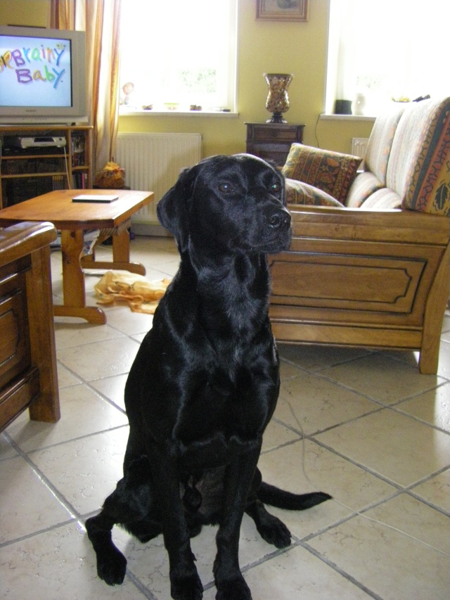 Clifford croisé Labrador de 4 ans Imgp0410