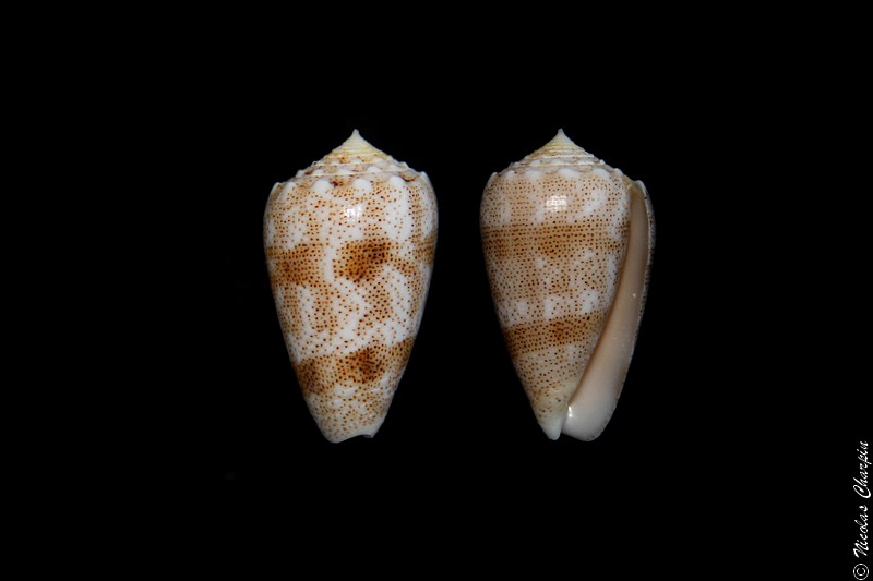 Conus (Puncticulis) arenatus  Hwass in Bruguière, 1792 Conus_11