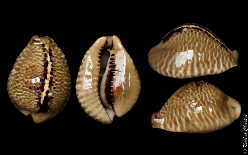  Cypraeidae Muracypraea - Discussion sur le genre, la planche Muracy13
