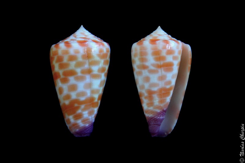 Conus (Tesselliconus) tessulatus   Born, 1778 Tessul10