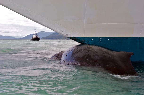 Une baleine attaque un voilier ! 610x29