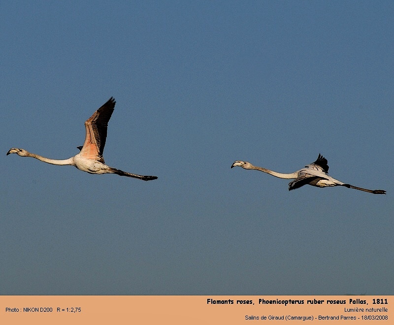 Flamants roses, Phoenicopterus ruber roseus Pallas 1811 04_fla10