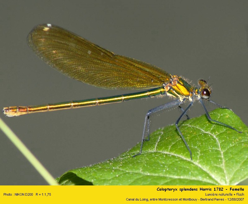 Calopteryx splendens Harris 1782 Calopt14